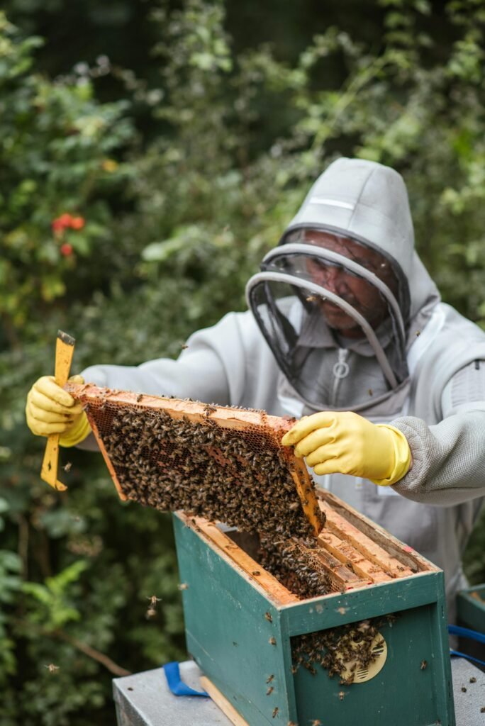 Person in a beekeeper suit inspecting a DIY beehive for honey and health — sustainable prepper homestead setup.